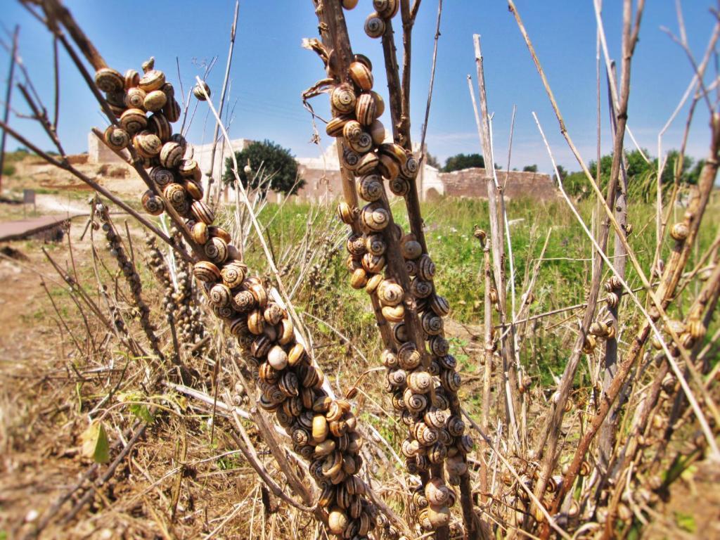Zeybek 1 Pension Patara Bagian luar foto